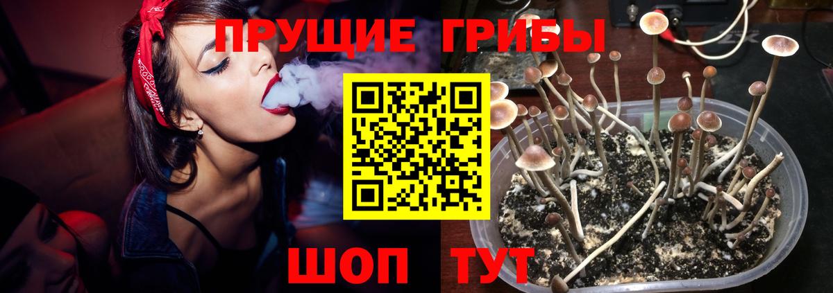 Галлюциногенные грибы Cubensis Пушкино